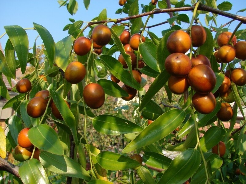 Зизифус купить саженцы из питомника {2}